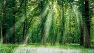 Фотоситнез начинается с рассветом