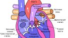 Механизм работы сердца