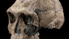 Человек Умелый (Homo habilis): обезь­я­на, ко­то­рую пы­та­лись пре­вра­тить в че­ло­ве­ка