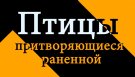 За одну минуту одна информация - Птицы притворяющиеся раненной